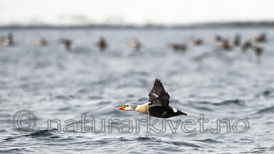 BB 12 0457 / Somateria spectabilis / Praktærfugl